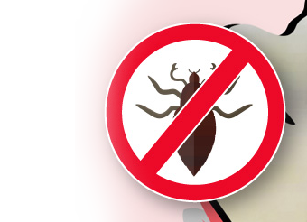 Tetűírtás Tetűírtás